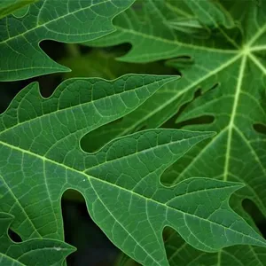 Daun Pepaya