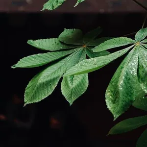 Daun Singkong