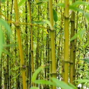 Rebung Bambu