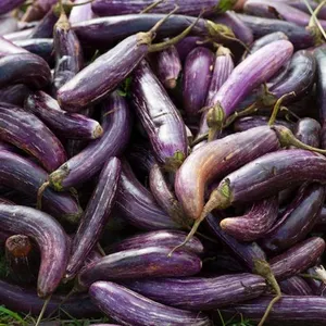 Terung Ungu