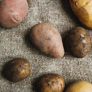 Ubi Cilembu